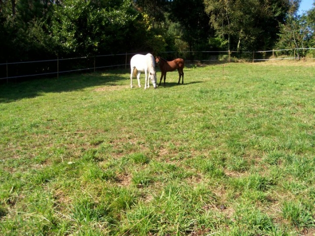  cavalos 
